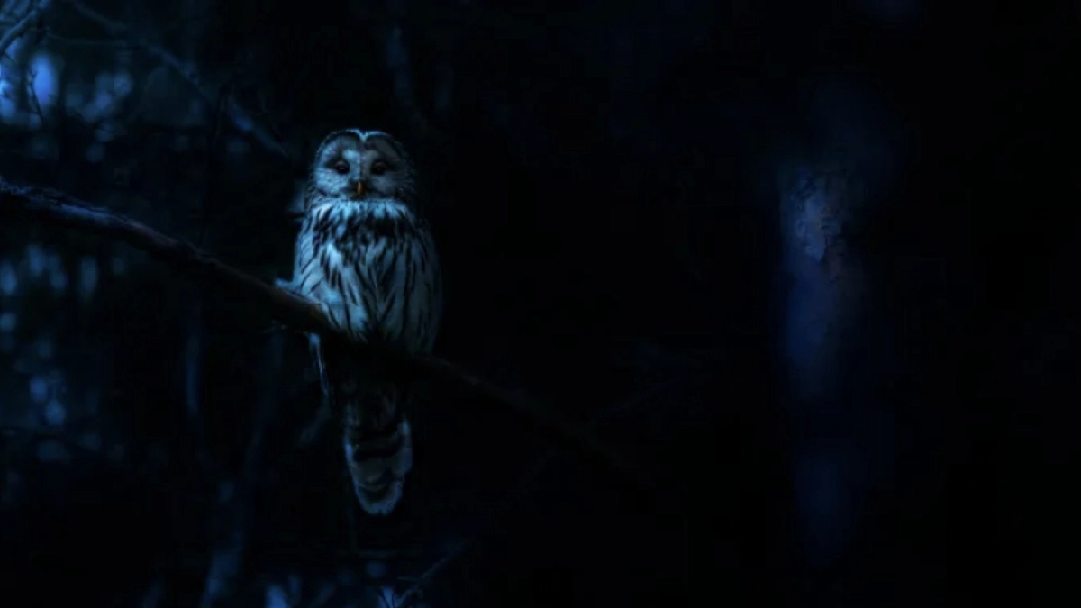 Ác Mộng Của Thiên Nhiên (Nightmares of Nature)