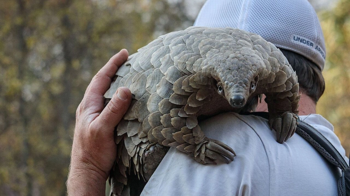 Loài tê tê: Hành trình của Kulu (Pangolin: Kulu's Journey)